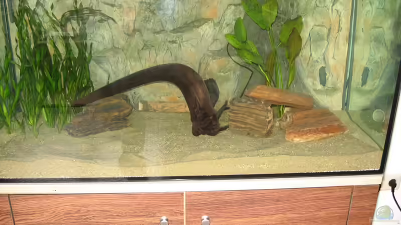 Ersteinrichtung, ca 2 Tage nach befüllen von Lars (5)