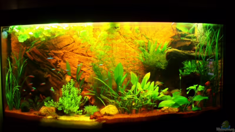 Ersteinrichtung nach 3 Wochen 17.06.10 von nokoeh (17)