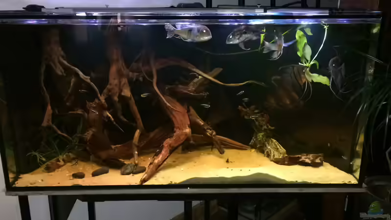 Ersteinrichtung noch mit Tapajos Red Head und Rotrückenkalaren von Gregorsimsel (4)