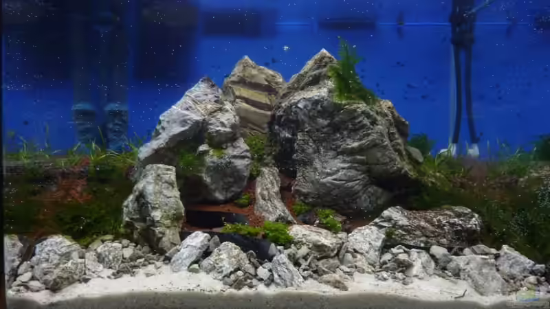 Ersteinrichtung von Arami Gurami (5)