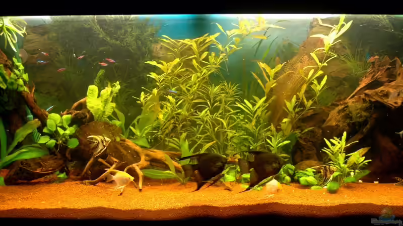 Ersteinrichtung von Rafael Nef