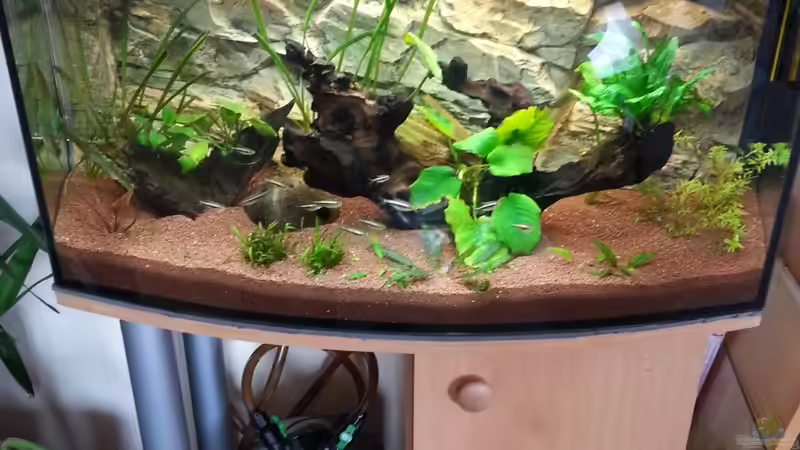 Ersten Bilder von Der Dreiäugige Goldfisch (2)