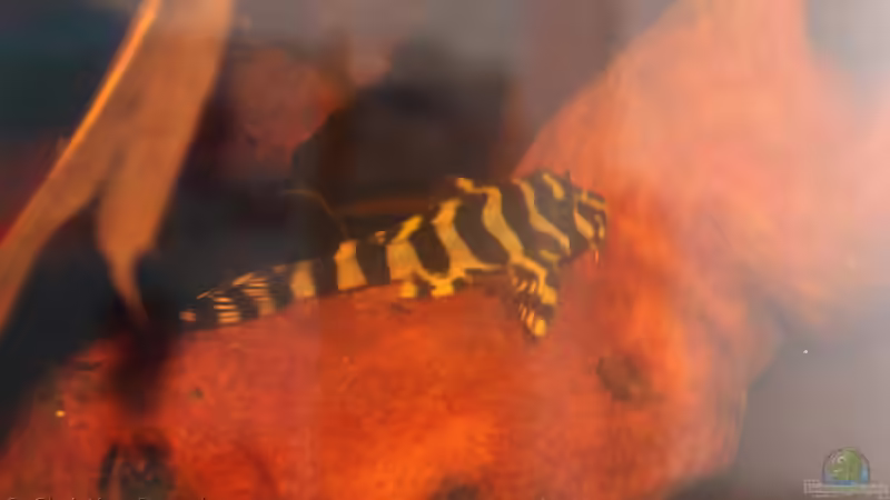 Ersten Fotos im Aquarium von chrisi01 (24)