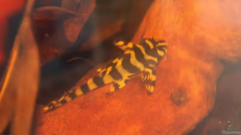 Ersten Fotos im Aquarium von chrisi01 (31)