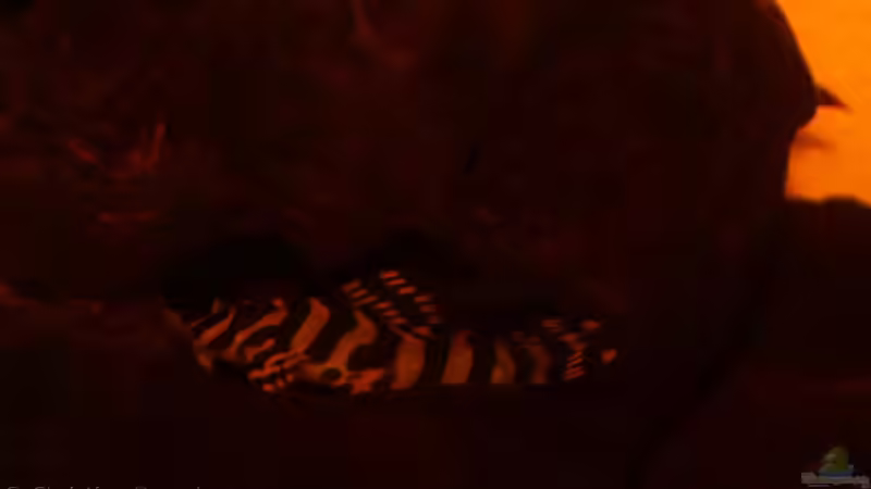 Ersten versuche gute Fotos zu machen von chrisi01 (32)