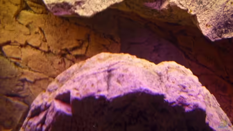 Erster Algenbewuchs auf den Modulen zu erkennen von HirMat (8)