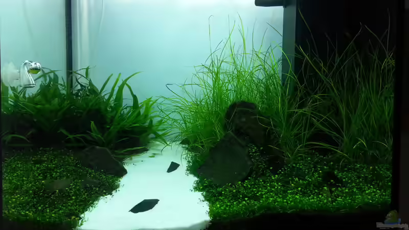 Erster Aquascapeversuch - Iwagumi Layout