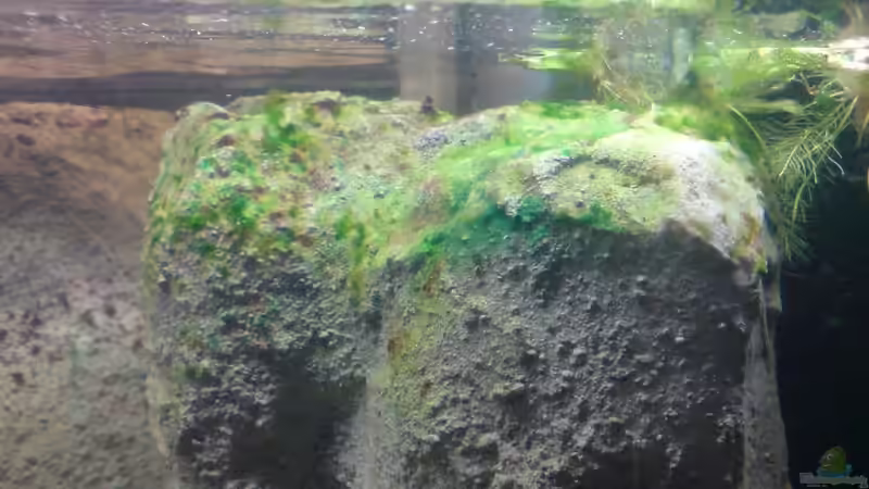 Erster Bewuchs auf der Rückwand von timme (22)