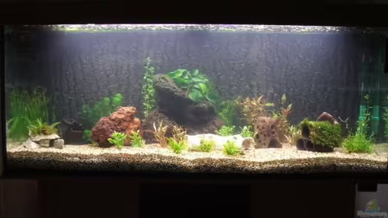 erster Einlauftag von Tiger1309 (4)