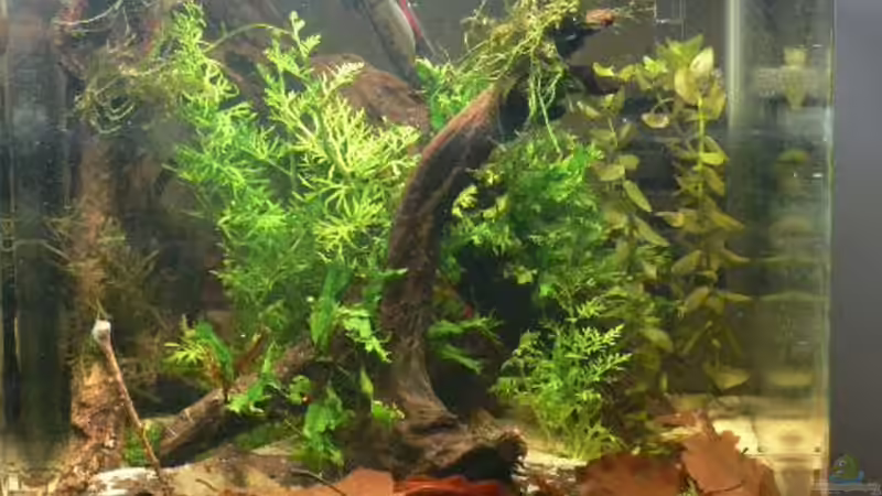 Erster Entwurf von Zapfenmanderl (2)