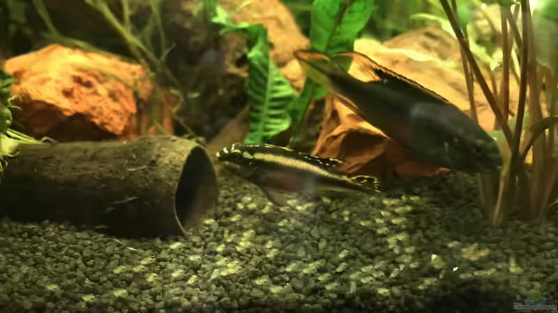 Erster Nachwuchs bei den Barschen - Januar 2020 von Sandra H (7)