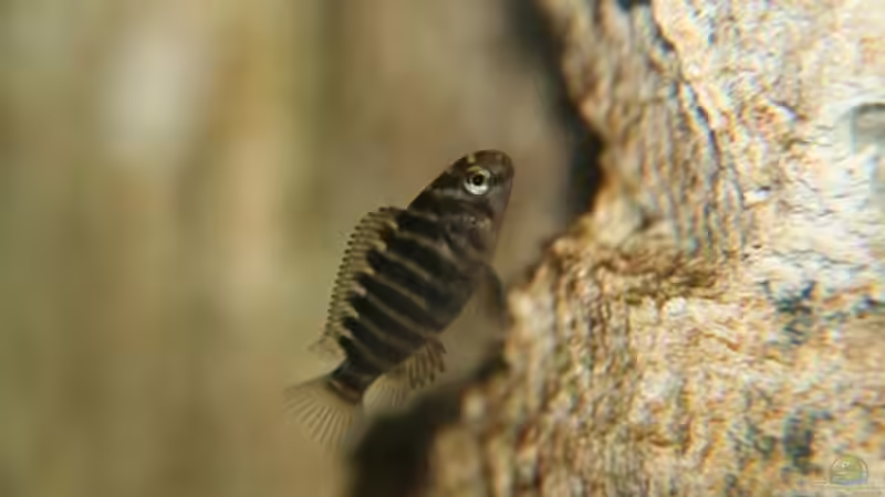 Tropheus moorii "Golden Kazumba" im Aquarium (Einrichtungsbeispiele für Tropheus moorii "Golden Kazumba")