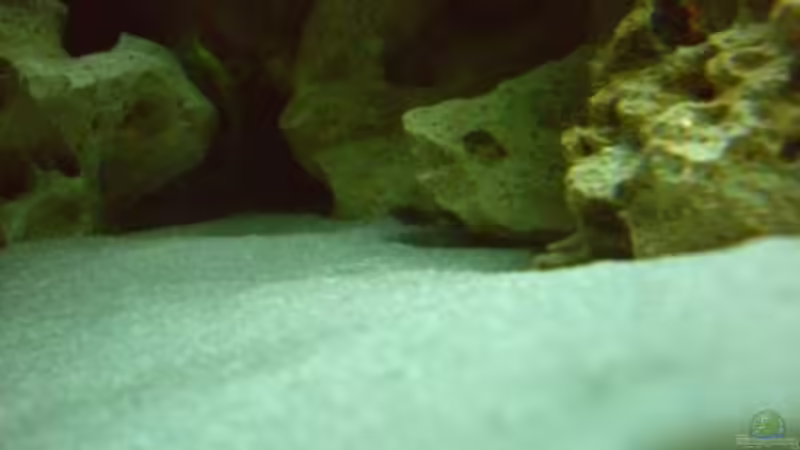 Erster Nachwuchs unterm Stein gesichtet von Christof Brixner (45)