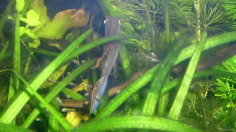 erster Nachwuchs von lupo2001 (2)