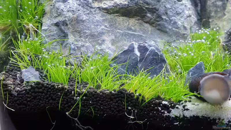 erster Pflanzenrückschnitt 15.02.21 von similis (31)