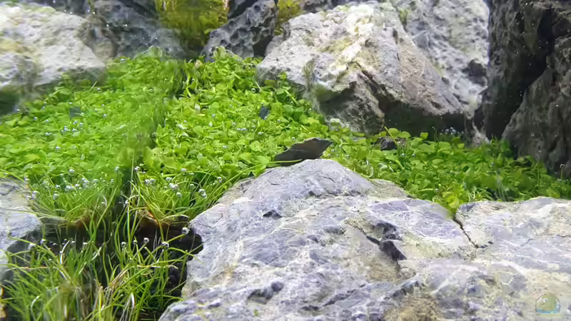 erster Pflanzenrückschnitt 15.02.21 von similis (34)