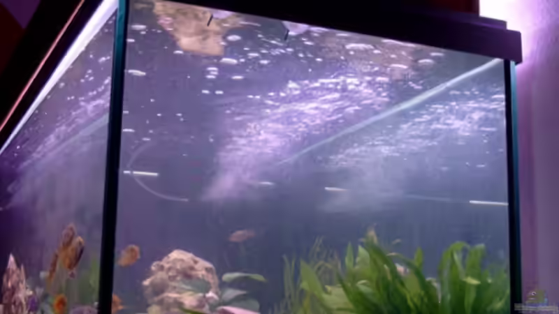 Erster Pflanzenwuchs von Christian Klar (14)