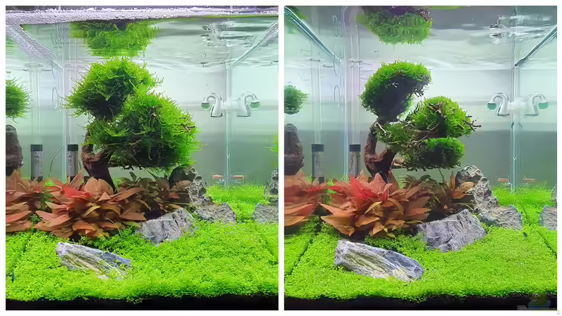 Erster Rückschnitt von Marco B. (5)