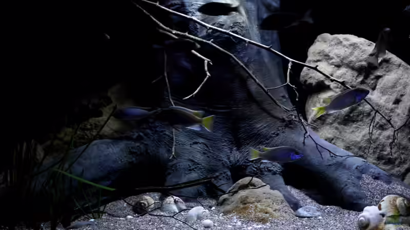 Erster sinkbarer Baumstumpf überhaupt von BTN extra für das Becken angefertigt. von Florian Bandhauer (53)