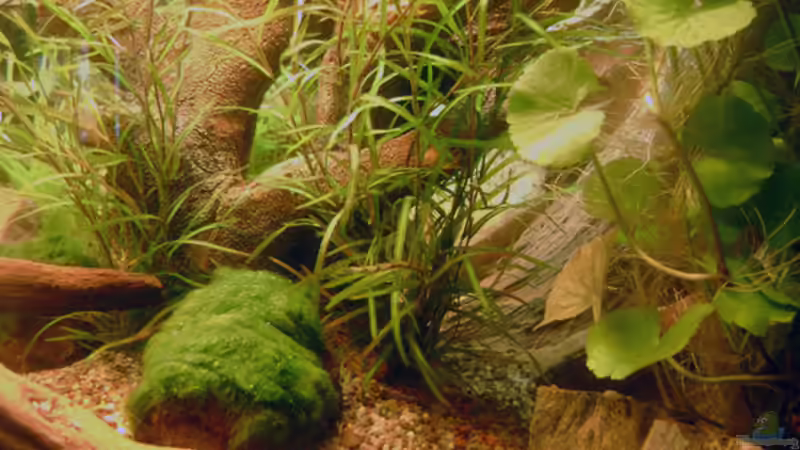 Erster Tag nach Bepflanzung, Einlaufphase von rane (5)