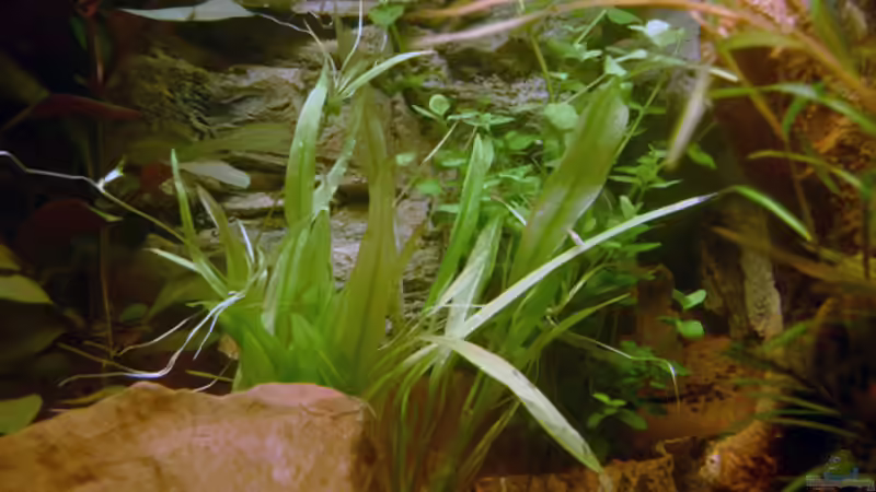 Erster Tag nach Bepflanzung, Einlaufphase von rane (8)