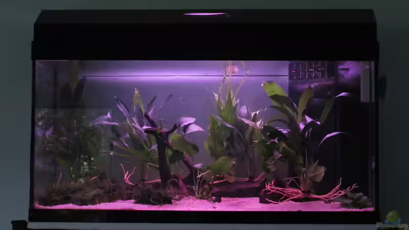 Erster Tag nach Wassereinlass von Thomas Ihle (2)