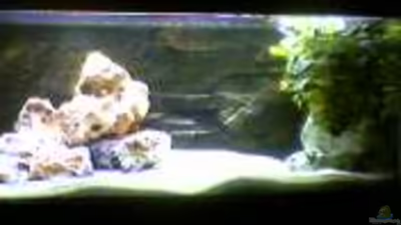 erster Umbau Novermber 2006 von Dominic Zuccarelli (3)