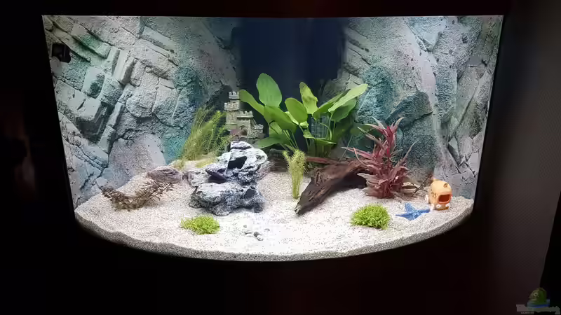 Erster Versuch vom Januar 2019 von E2k (7)