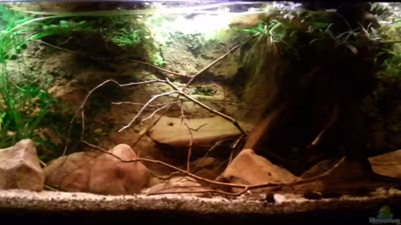 Erstes Bild nach Ersteinrichtung, man kann hier gut die Entwicklung eines Beckens von Alex S (7)