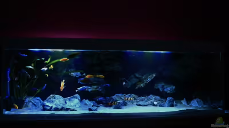 Erstes Bild nach Umbau.. von Frank Hopp (39)