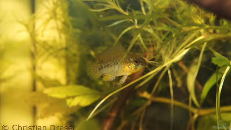 erstes Bild von Bruce #2 von chrisi01 (25)