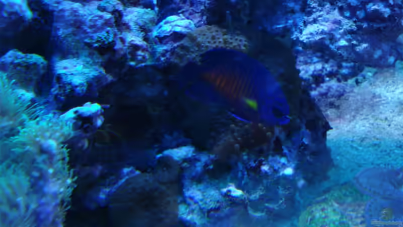 erstes Bild von dem kleinen sehr schnellen Bispinosa von .uschi (43)