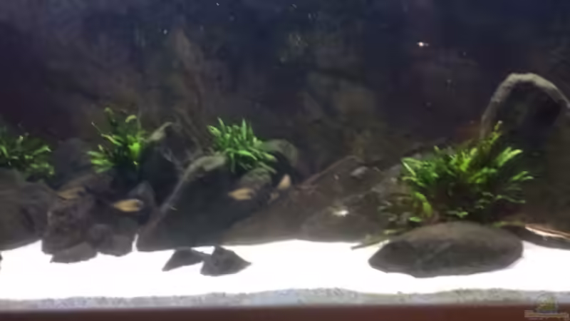 Erstes ???checken ??? der neuen Umgebung  von Elanco72 (15)