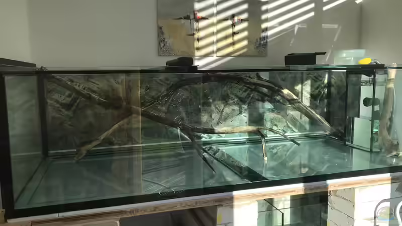 Erstes Einrichten der Wurzeln von Hannes Klotz (10)