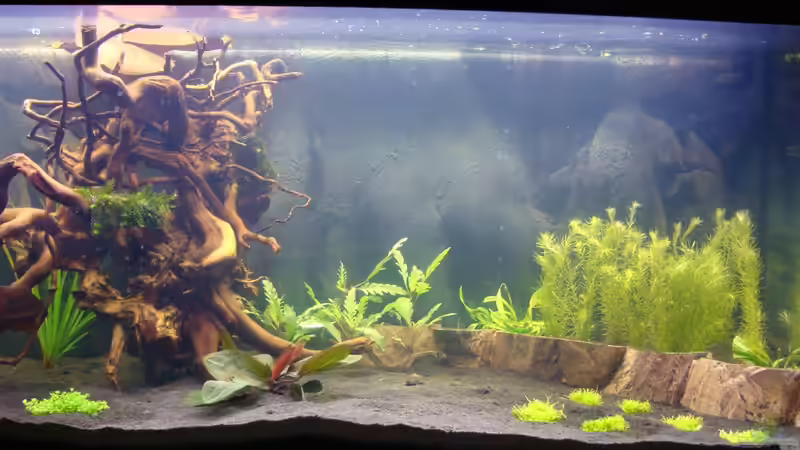 Erstes Foto nach der Bepflanzung (10.03.13)  von Christian Heitmann (7)