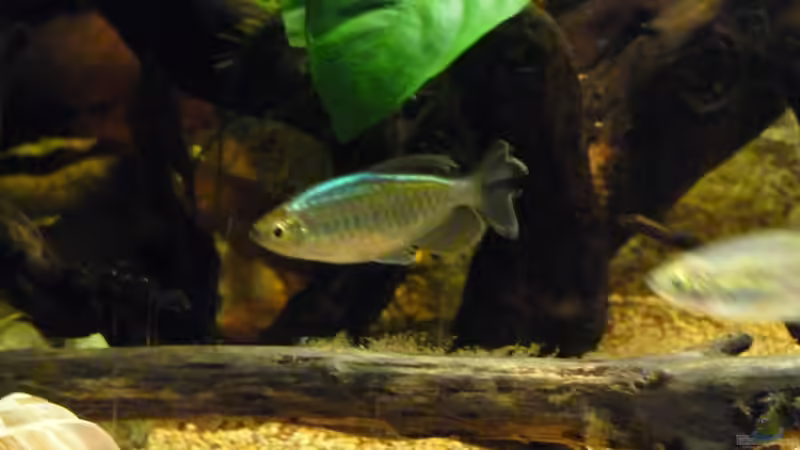 erstes Fotoshooting *22.05.2013* von lützkopf (46)