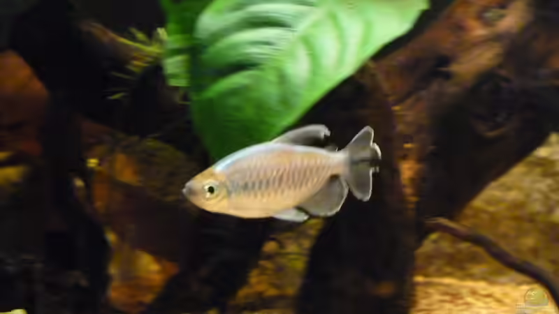 erstes Fotoshooting *22.05.2013* von lützkopf (47)