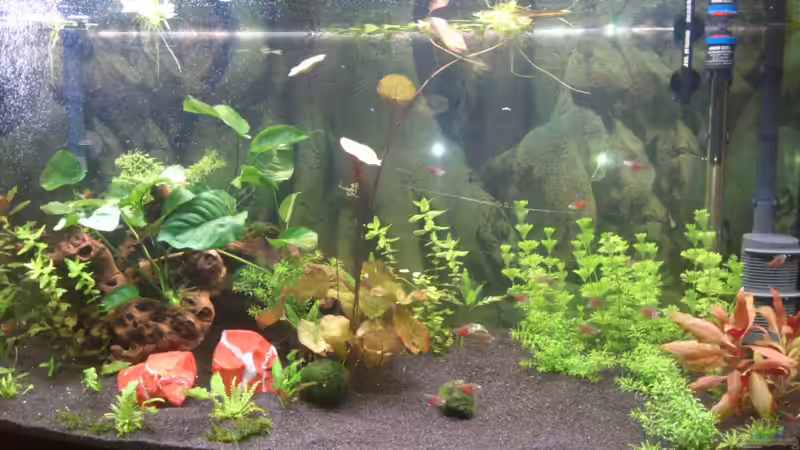 erstes freies Schwimmen von Wall-E (6)