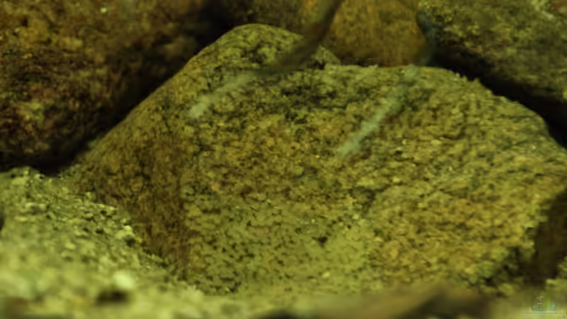 erstes Gelege von Thomas S-H (11)