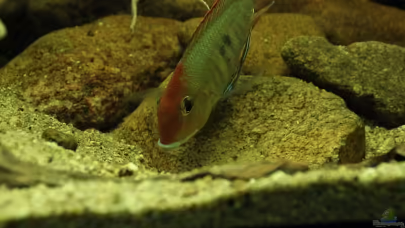 erstes Gelege von Thomas S-H (13)