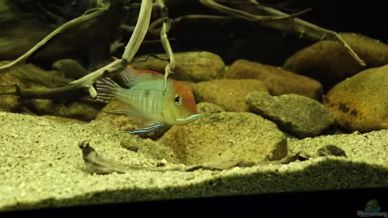 erstes Gelege wird bewacht von Thomas S-H (12)