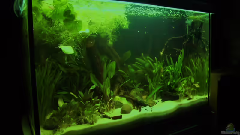 Erstes Layout von Fischkopp83 (5)