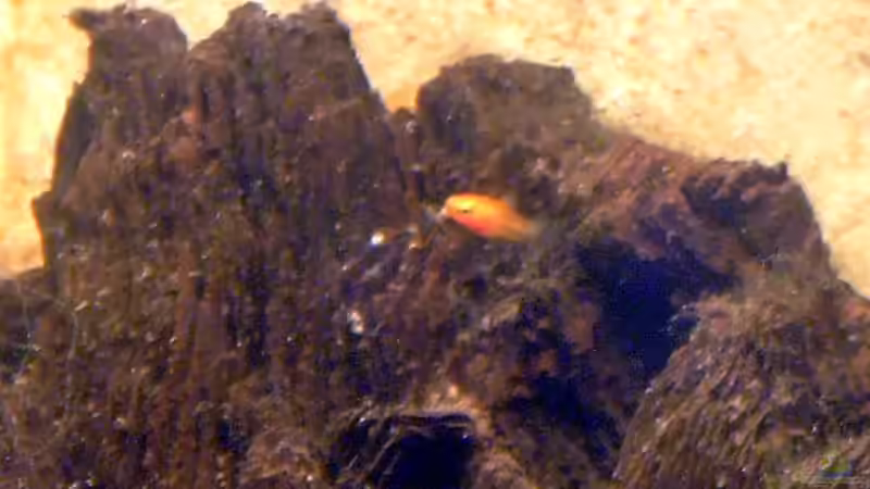 Erstes Nachwuchs von TetraMike (29)