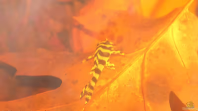 Erstes noch überbelichtetes Foto im Aquarium von chrisi01 (28)