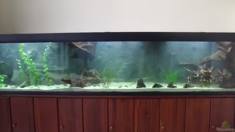 Erstes Wasser und Pflanzen von lupusmedicus (6)