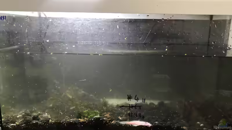 Erstmal alles raus  von Günnis Medaka Refugium (3)