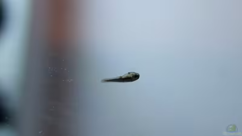 Erstmal geschlüpft, heften sich die Kleinen zunächst noch mit dem Bauch nach oben von Denise83 (16)