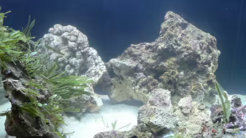 Erstmal im Wasser von Zapfenmanderl (6)