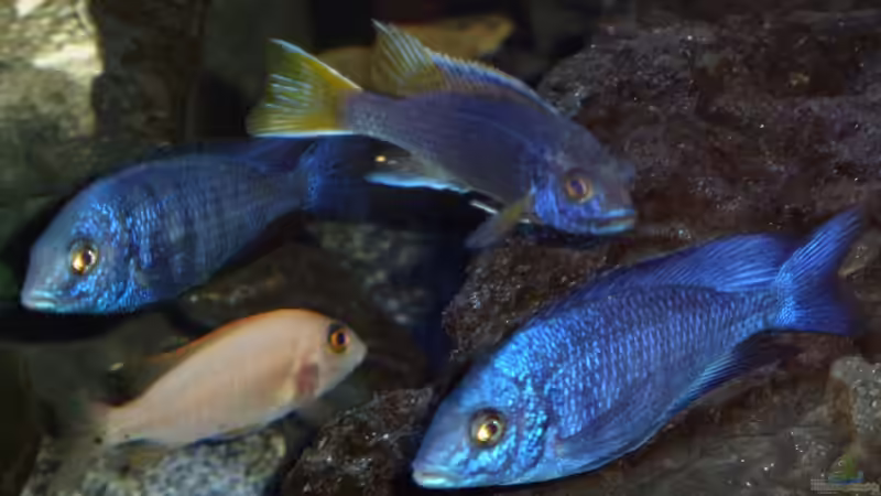 Erstmal ne`Vollversammlung von Couro (8)