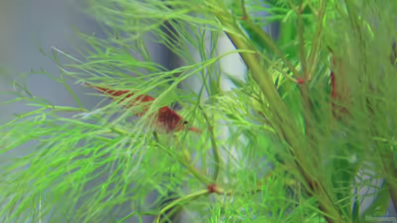 erwachsene Red-Fire Garnele von Sebastian Wolff (11)